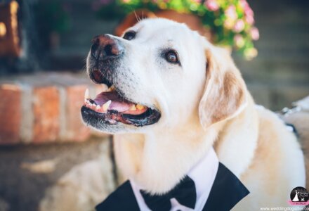 Wedding Dog Sitter® Italy