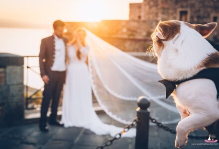 Wedding Dog Sitter® Italy