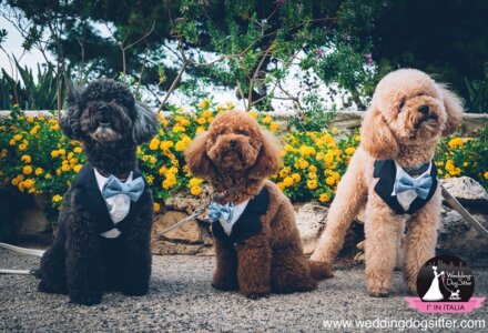 Wedding Dog Sitter® Italy